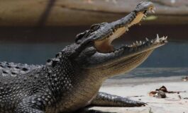 Pistoia ce un coccodrillo nel laghetto scattate le ricerche 265x160
