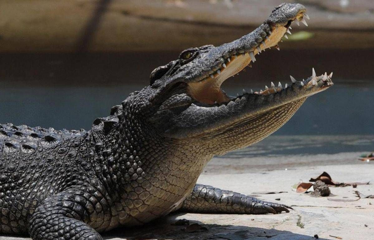 Pistoia, "c'è un coccodrillo nel laghetto": scattate le ricerche