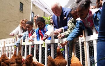 Reali e pollai Carlo e Meghan I know my chickens 364x230