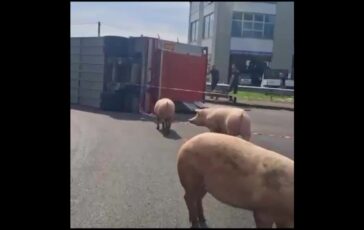 Reggio Emilia camion si ribalta maiali in fuga sulla carreggiata poster 364x230