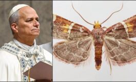 Scoperta una nuova falena il suo nome e una dedica a Papa Leone 265x160