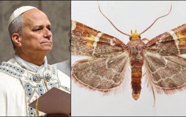 Scoperta una nuova falena il suo nome e una dedica a Papa Leone 364x230