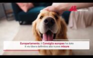 tracciabilita di cani e gatti via libera consiglio europeo a nuove misure 2