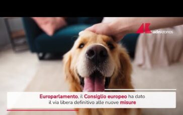 Tracciabilita di cani e gatti via libera Consiglio europeo a nuove misure 364x230