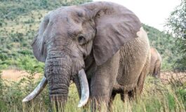 Uganda scontro tra minibus ed elefante in parco nazionale 3 morti 265x160