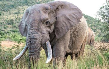 Uganda scontro tra minibus ed elefante in parco nazionale 3 morti 364x230