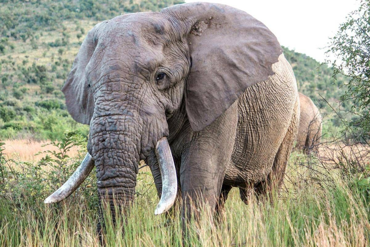 Uganda, scontro tra minibus ed elefante in parco nazionale: 3 morti