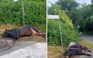 violento incidente sulla via dei laghi auto finisce contro un toro il sindaco di nemi sfiorata la tragedia 2