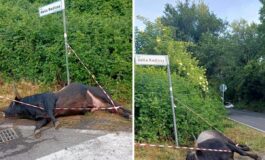 Violento incidente sulla via dei Laghi auto finisce contro un toro. Il sindaco di Nemi Sfiorata la tragedia 265x160
