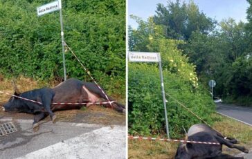 Violento incidente sulla via dei Laghi auto finisce contro un toro. Il sindaco di Nemi Sfiorata la tragedia 364x230