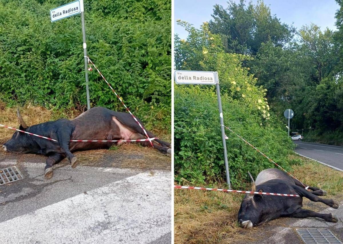 Violento incidente sulla via dei Laghi, auto finisce contro un toro. Il sindaco di Nemi: "Sfiorata la tragedia"