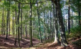 Famiglia nel bosco, la lettera di Catherine e Nathan ai giudici