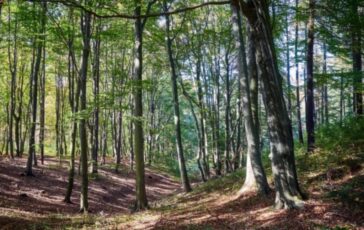 Famiglia nel bosco, la lettera di Catherine e Nathan ai giudici
