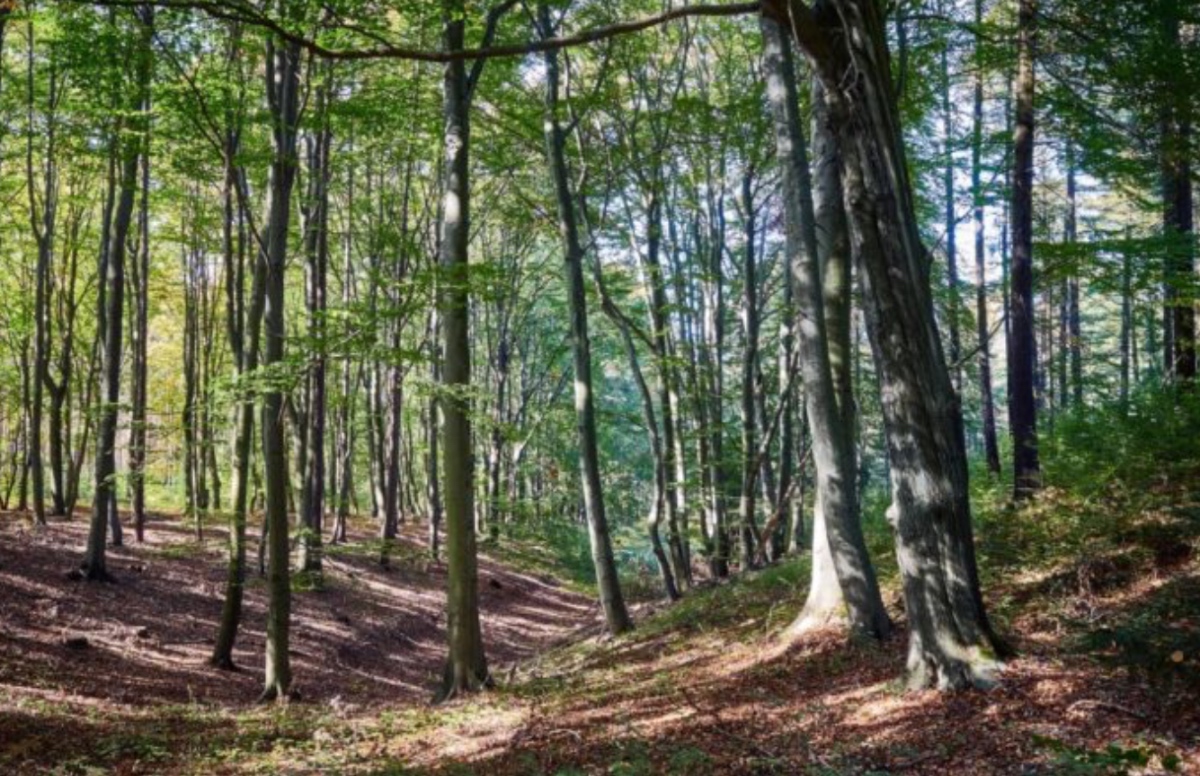Famiglia nel bosco, la lettera di Catherine e Nathan ai giudici