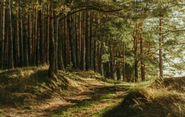 famiglia nel bosco perizia