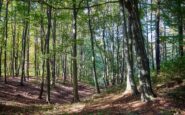 Famiglia nel bosco simone pillon