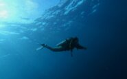 maldive sub morti