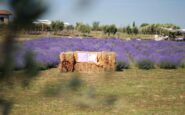 a giugno roma si tinge di viola torna la festa della lavanda al lavandeto di roma 2
