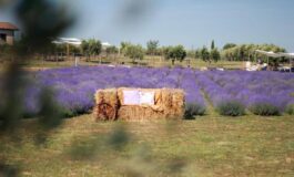 A giugno Roma si tinge di viola torna la festa della lavanda al Lavandeto di Roma 265x160