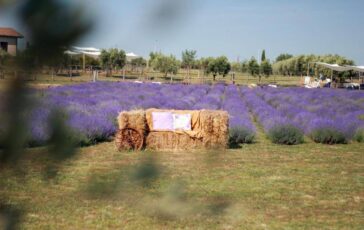 A giugno Roma si tinge di viola torna la festa della lavanda al Lavandeto di Roma 364x230