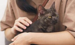 Asma nei bambini uno studio assolve i gatti Nessun rischio da convivenza con i mici 265x160