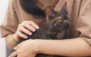 Asma nei bambini uno studio assolve i gatti Nessun rischio da convivenza con i mici 364x230