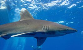 Australia squalo di 45 metri attacca un sub tragedia al largo di Albany 265x160