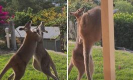 Ce una rissa in giardino il match tra canguri vola sul web 265x160