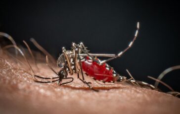 Da Dengue a West Nile in Italia 40 specie di zanzare ecco come difendersi 364x230