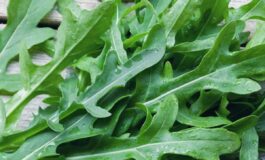 Dalla rucola un aiuto contro obesita e glicemia alta lo studio 265x160