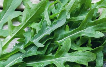 Dalla rucola un aiuto contro obesita e glicemia alta lo studio 364x230