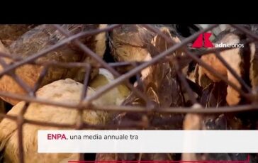Esche avvelenate per gli animali lemergenza silenziosa 364x230
