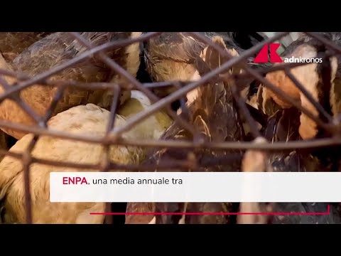 Esche avvelenate per gli animali, l'emergenza silenziosa