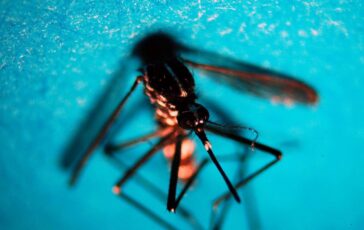 estate allarme zanzare con caldo ciclo piu rapido e rischio dengue west nile 2