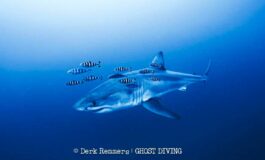 Grande squalo bianco a pochi metri dai sub il rarissimo incontro nel Mediterraneo 265x160