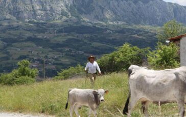 In Basilicata torna Sirino in transumanza﻿ 364x230