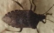 malattia di chagas spaventa lamerica latina circa 6 mln convivono con linfezione parassitaria 2