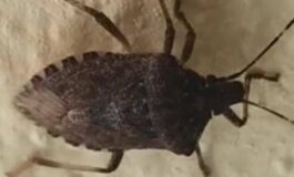 Malattia di Chagas spaventa lAmerica Latina circa 6 mln convivono con linfezione parassitaria 265x160