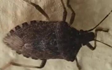 Malattia di Chagas spaventa lAmerica Latina circa 6 mln convivono con linfezione parassitaria 364x230