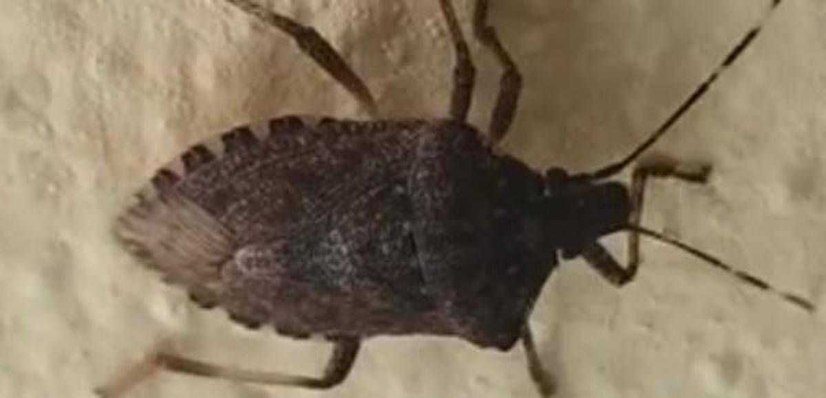 Malattia di Chagas spaventa l'America Latina, circa 6 mln convivono con l'infezione parassitaria