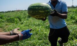Malore mentre raccoglie angurie sotto il caldo record morto 55enne nel mantovano 265x160