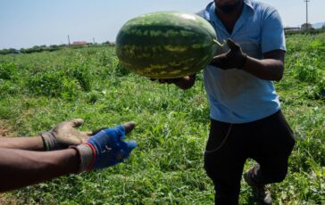 Malore mentre raccoglie angurie sotto il caldo record morto 55enne nel mantovano 364x230