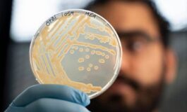 Mappato il microbioma di Otzi luomo dei ghiacci. La scoperta super lieviti resistenti al freddo primo test il pane 265x160