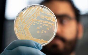 Mappato il microbioma di Otzi luomo dei ghiacci. La scoperta super lieviti resistenti al freddo primo test il pane 364x230