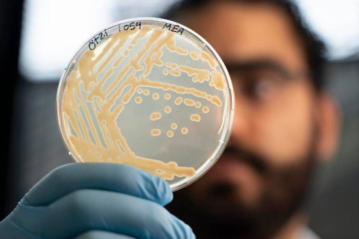 Mappato il microbioma di Ötzi l'uomo dei ghiacci. La scoperta: super lieviti resistenti al freddo, primo test il pane