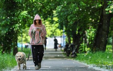 Obbligo di lavare la pipi del cane in strada Bassetti Dal punto di vista scientifico non serve a nulla 364x230