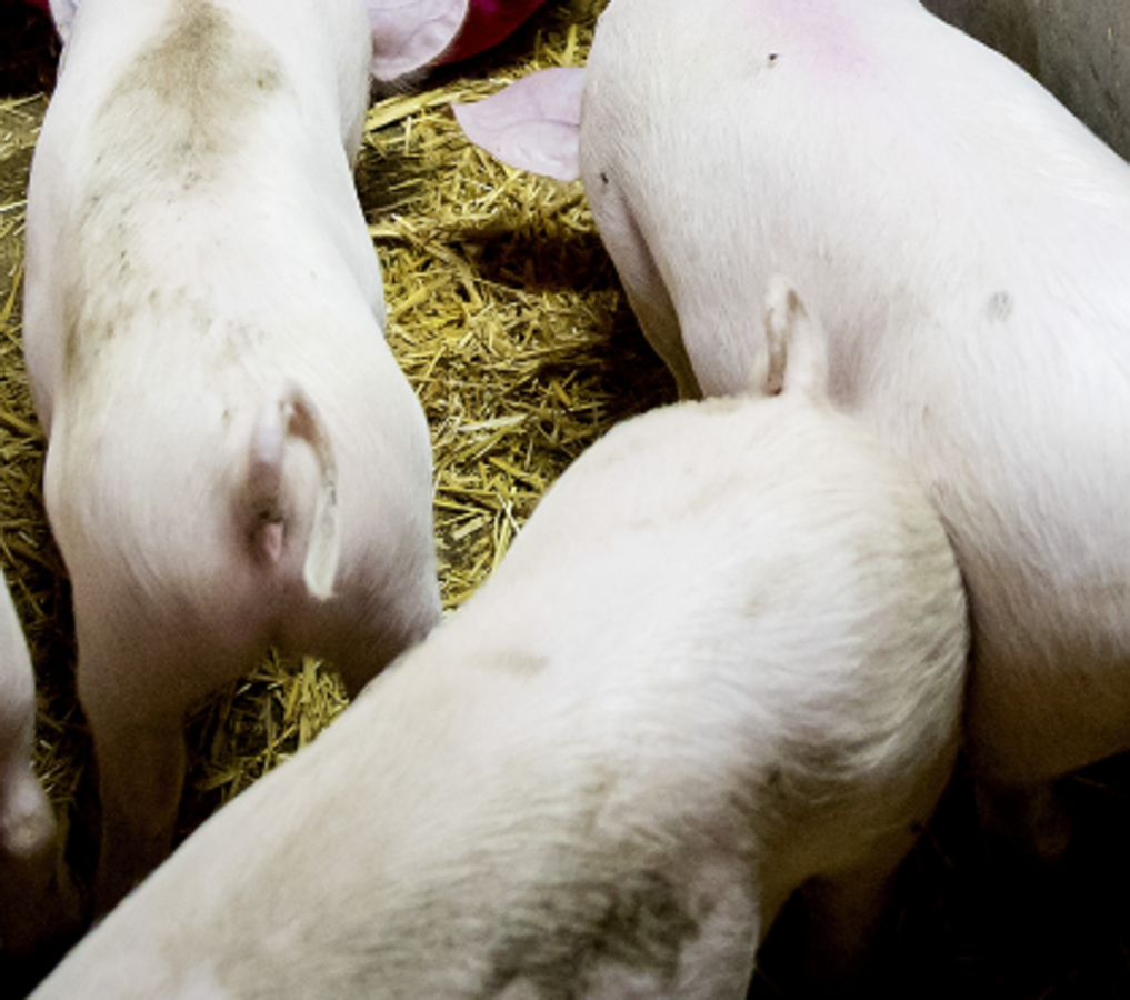 Peste suina africana, il primo caso in Toscana su animale domestico