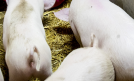 Peste suina africana il primo caso in Toscana su animale domestico 265x160