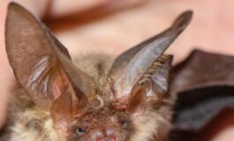 Si sveglia con un pipistrello sul viso 11enne muore di rabbia nessun segno di morso 265x160