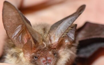 Si sveglia con un pipistrello sul viso 11enne muore di rabbia nessun segno di morso 364x230